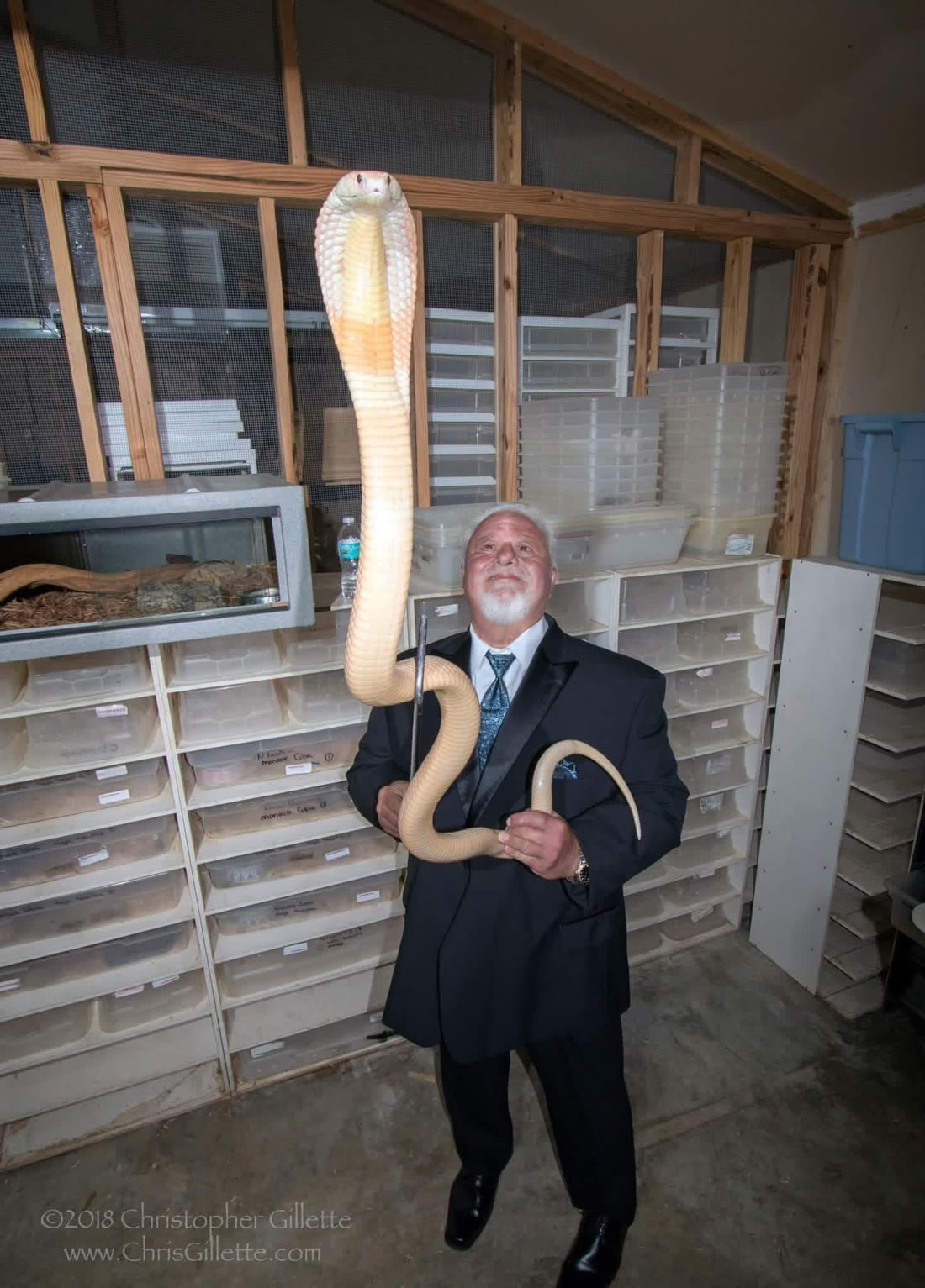 In a suit, with an albino cobra. Of course.